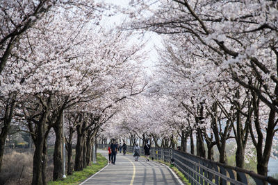 Rear view of man walking on footpath