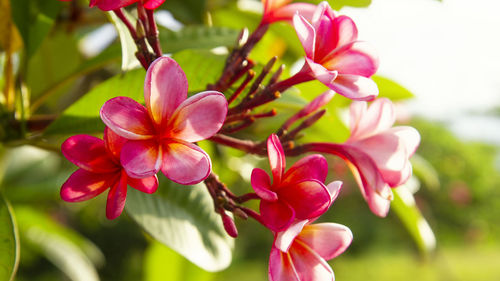 Pink yellow plumeria frangipani flowers on tree