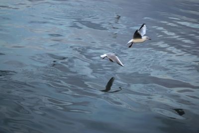 Ducks swimming in water