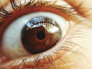 Extreme close-up of human eye