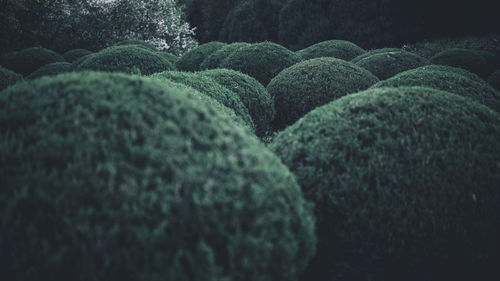 Full frame shot of plants