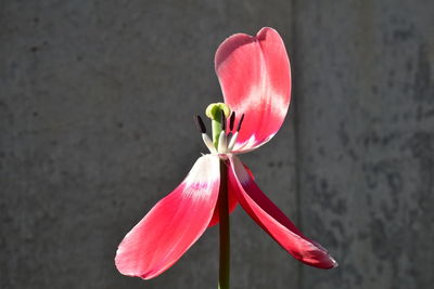Close-up of red flower