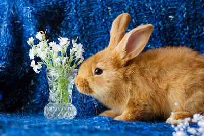 Cute fluffy ginger rabbit on a blue background with a bouquet of flowers