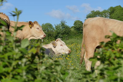 Cow on field against sky