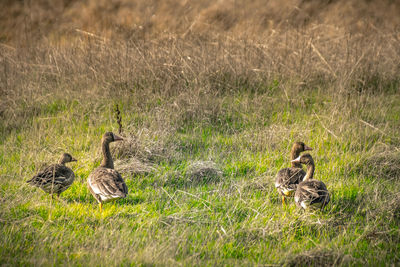 Ducks in a field