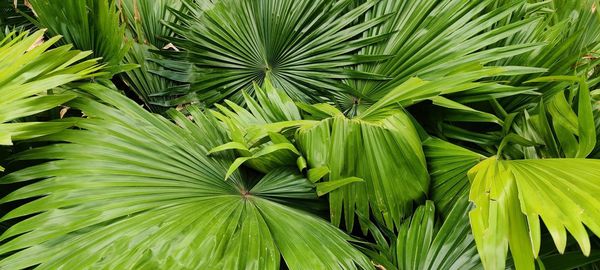 Close-up of palm tree leaves