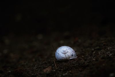 Close-up of snail on land