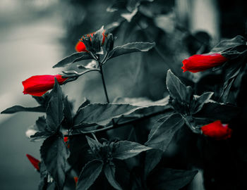 Close-up of red flowering plant