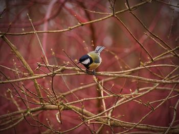 Close-up of bird perching on branch