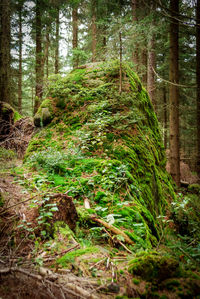 Pine trees in forest