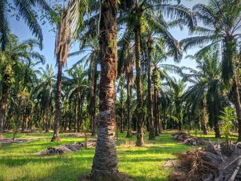Scenic view of palm trees on field against sky