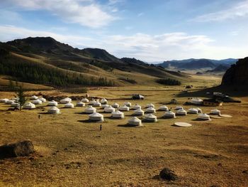 Flock of sheep on beach against sky