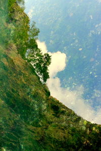 Close-up of tree against sky