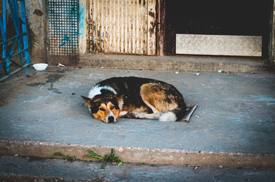 Dog resting on footpath