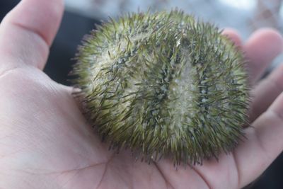 Cropped hand holding cactus