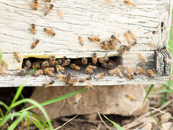 Close-up of honeybees on beehive