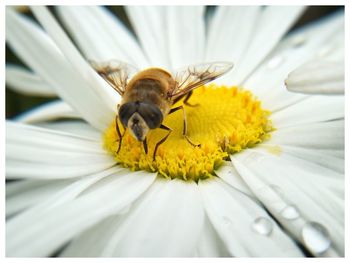 Close-up of fly on wet daisy