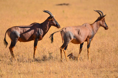 Horses running in a field