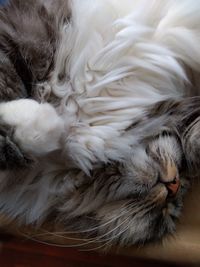 Close-up of cat sleeping