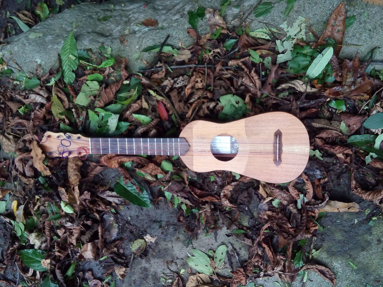 wood - material, day, string instrument, leaf, no people, music, musical instrument, plant part, plant, guitar, nature, close-up, high angle view, tree, brown, single object, outdoors, land, growth, forest