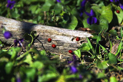 Close-up of insect on plant