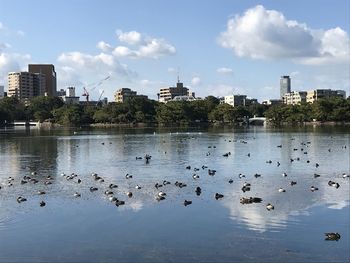 Flock of birds in lake