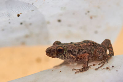 Greenhouse frog close up details.