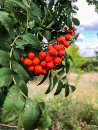 Close-up of cherries growing on plant