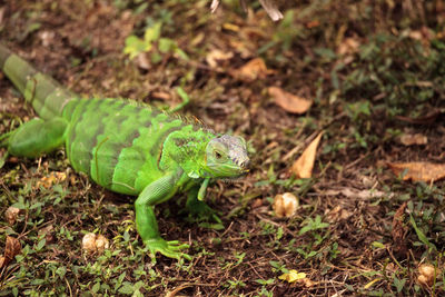 High angle view of lizard on field