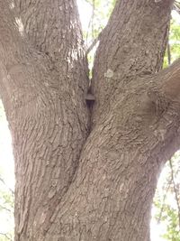 Close-up of tree trunk in forest