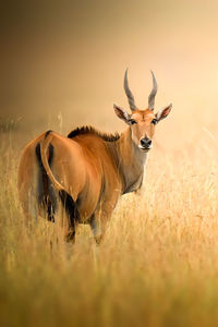 Common eland, crescent island