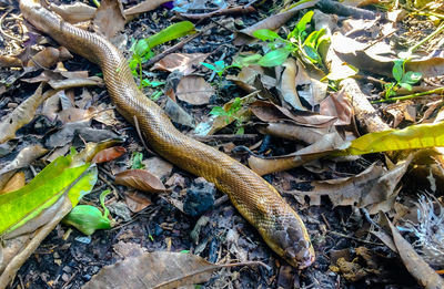 High angle view of lizard on dry leaves