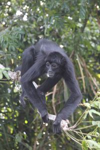 Monkey perching on tree