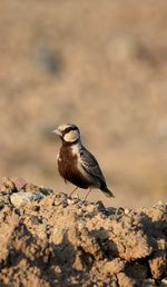 Close-up of bird perching on rock