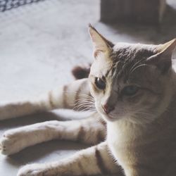 Close-up of a cat