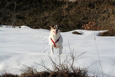 Happy dog in the snow, sunny day in langhe hills, piedmont