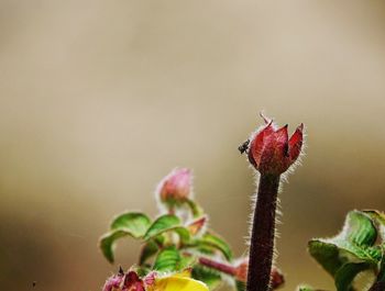 Close-up of pink flowering plant with a spider