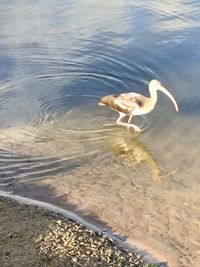 High angle view of a bird at lakeshore