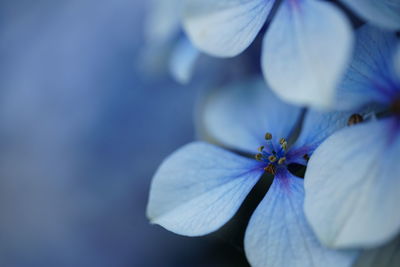 Close-up of blue flowering plant