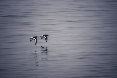 Bird flying over sea