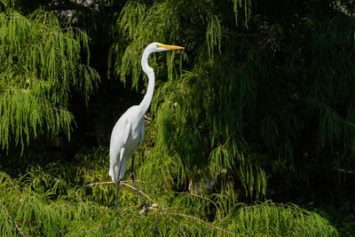 Great white egret standing on a branch in the treetops of some evergreen trees.