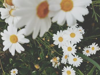 Close-up of white daisies growing outdoors
