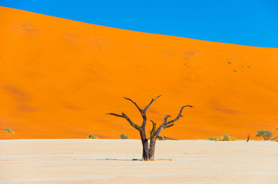 Bare tree on sand dune against sky