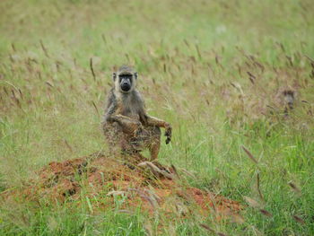 A baboon resting at taita hills wildlife sanctuary, voi, kenya