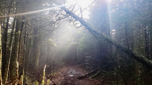 Sunlight streaming through trees in forest