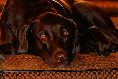 Close-up portrait of black dog