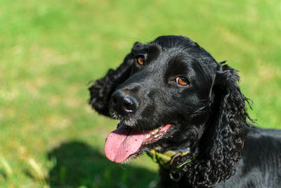 Close-up of a dog looking away