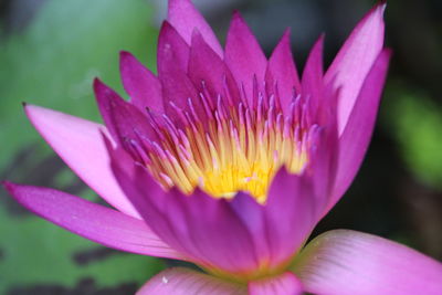 Close-up of purple water lily