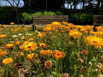 Close-up of yellow flowering plants in garden