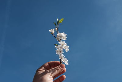 Close-up of hand holding white flower against blue sky